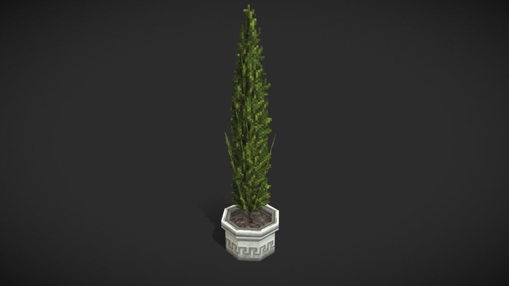 Cypress Tree